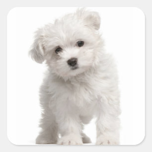 Liefde witte Maltese puppy hond canine Vierkante Sticker