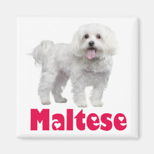 Liefde Witte Maltese Puppy Hond Koelkastmagneet Magneet
