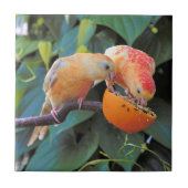 Liefde wordt gedeeld: Gele Turquoisine Parakeets Tegeltje (Voorkant)