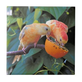 Liefde wordt gedeeld: Gele Turquoisine Parakeets Tegeltje