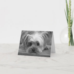 Liefde Yorkshire Terrier Puppy Hond Blanke Kaart