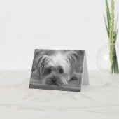 Liefde Yorkshire Terrier Puppy Hond Blanke kaart (Voorkant)
