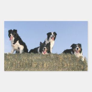 Liefde Zwart En Wit Border Collie Puppy Hond Rechthoekige Sticker