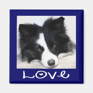 Liefde Zwart & Wit Border Collie Puppy Blauwe Magn Magneet