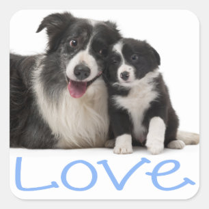 Liefde zwart-witte rand Collie Puppy Dog Blue Vierkante Sticker