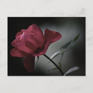 Liefde's Beauty Briefkaart