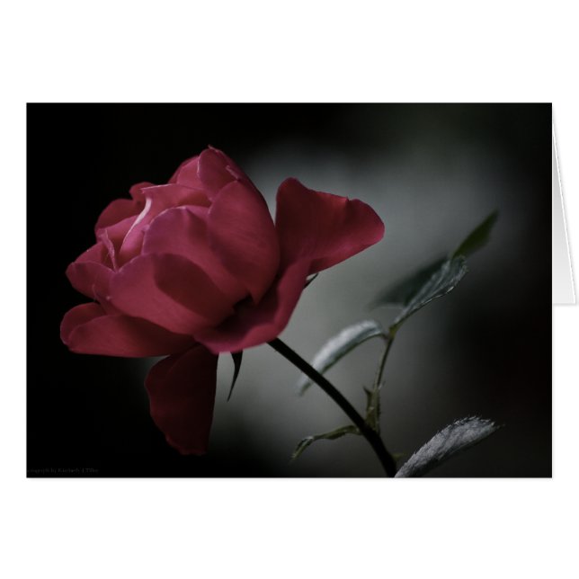 Liefde's Beauty Kaart (Voorkant Horizontaal)