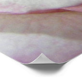 Liefde's eerste Blush Roos Poster (Hoek)