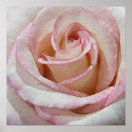 Liefde's eerste Blush Roos Poster (Voorkant)