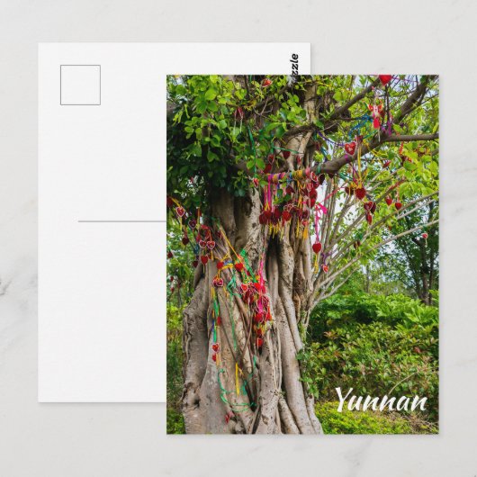 Liefdesboom, Zhonghe - Yunnan, China Briefkaart (Voorkant / Achterkant)