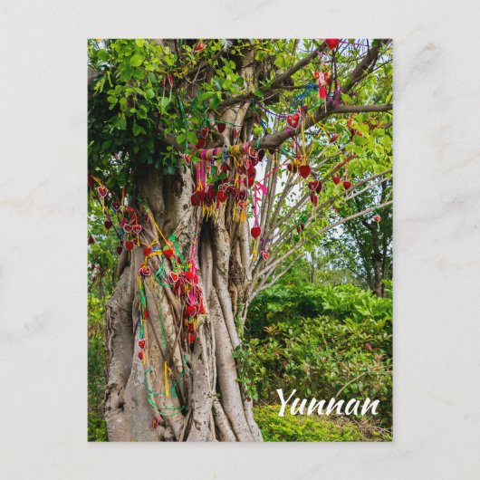 Liefdesboom, Zhonghe - Yunnan, China Briefkaart (Voorkant)