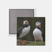 Liefdesliedjes Puffins Magneet (Voorkant / Achterkant)
