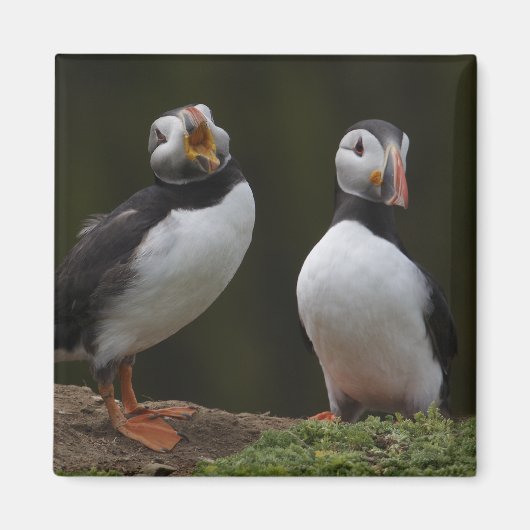 Liefdesliedjes Puffins Magneet (Voorkant)
