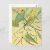 liefdesvogels en paraketten briefkaart (Voorkant / Achterkant)