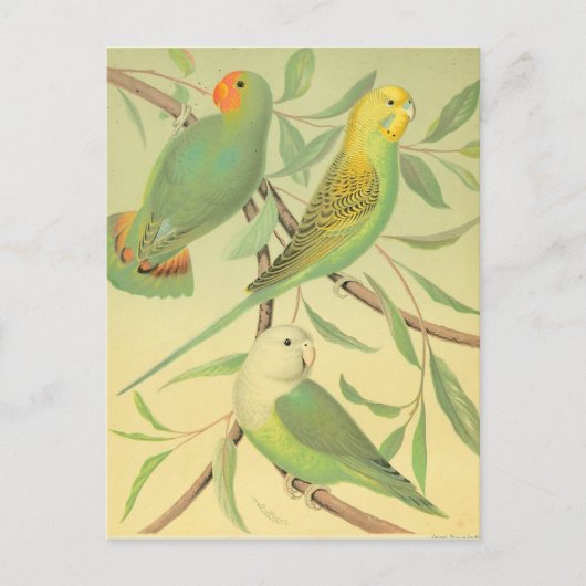 liefdesvogels en paraketten briefkaart (Voorkant)