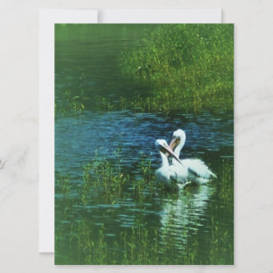 Liefdesvogels witte pelikaan paar MWUH!