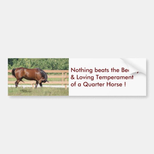 Liefdevolle Beauty Quarter Paard Bumpersticker (Voorkant)