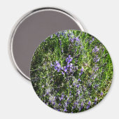 Liefdevolle Lavendel.... Magneet (Voorkant / Achterkant)