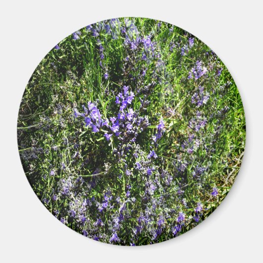 Liefdevolle Lavendel.... Magneet (Voorkant)