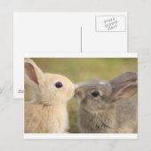 liefhebbende konijn briefkaart (Voorkant / Achterkant)
