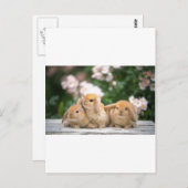 liefhebbende konijnen briefkaart (Voorkant / Achterkant)