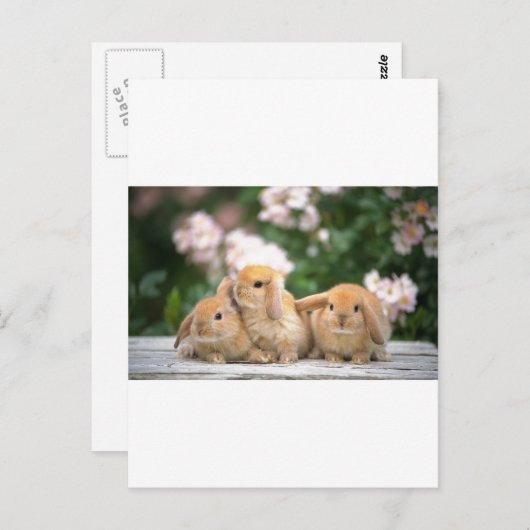 liefhebbende konijnen briefkaart (Voorkant / Achterkant)
