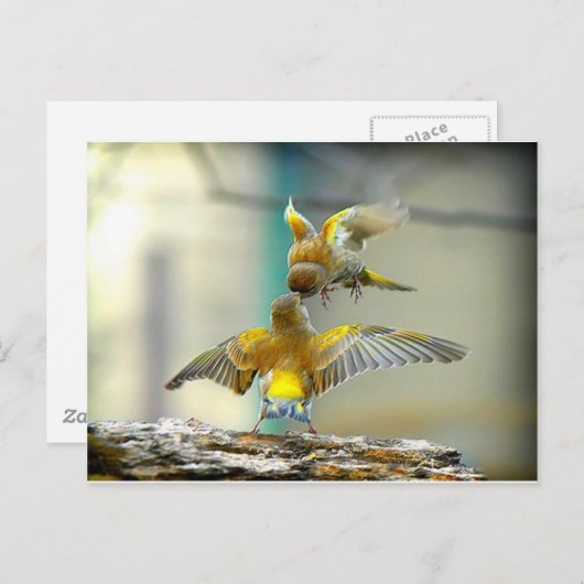 liefhebbende vogels briefkaart (Voorkant / Achterkant)