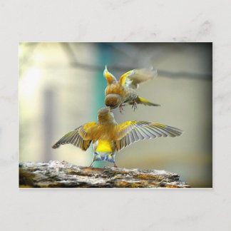 liefhebbende vogels briefkaart