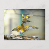liefhebbende vogels briefkaart (Voorkant)