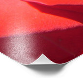 liefje rode rozenbloem fotokunst werk. liefde, geh foto afdruk (Hoek)