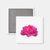 liefje roze roze roze bloem magneet (Voorkant / Achterkant)