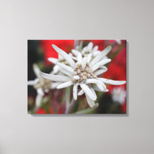 Lieflijke Edelweiss Leontopodium nivale Canvas Afdruk