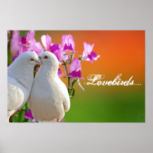 Liefvogels, twee liefdesduiven, mooie achtergrond. poster