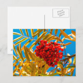 Lieskobes Briefkaart (Voorkant / Achterkant)