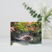 Lietvisdier Briefkaart (Staand voorkant)