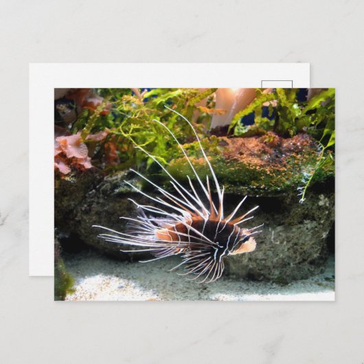 Lietvisdier Briefkaart (Voorkant / Achterkant)