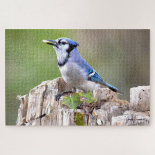 Lieve Blauwe Gaai Zangvogel op Boomstomp Legpuzzel