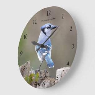 Lieve Blauwe Gaai Zangvogel Poseert op Boomstronk Grote Klok