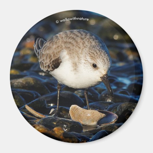 Lieve Drieteenstrandloper steltloper kustvogel din Magneet (Voorkant)