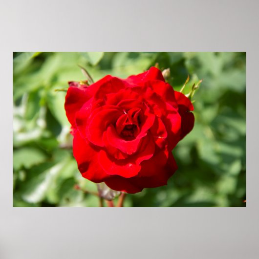 Lieve grote rode roos foto poster (Voorkant)