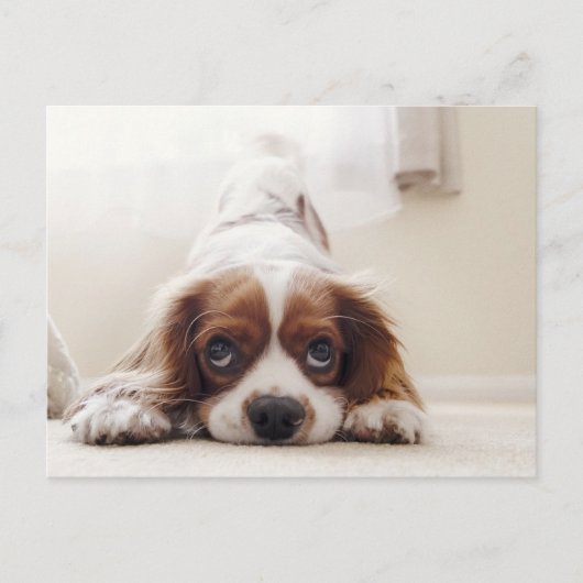 Lieve King Charles Cavalier Spaniel Ansichtkaart Briefkaart (Voorkant)