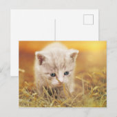 Lieve kleine kat briefkaart (Voorkant / Achterkant)