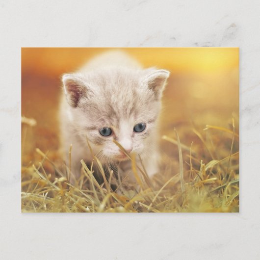 Lieve kleine kat briefkaart (Voorkant)
