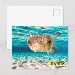 Lieve Kogelvis in de Oceaan Vreedzaam Onderwater  Briefkaart