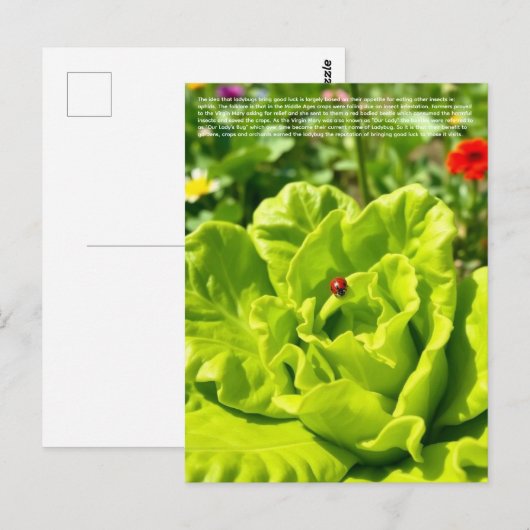Lieve Lieveheersbeestje  Briefkaart (Voorkant / Achterkant)