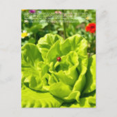 Lieve Lieveheersbeestje  Briefkaart (Voorkant)