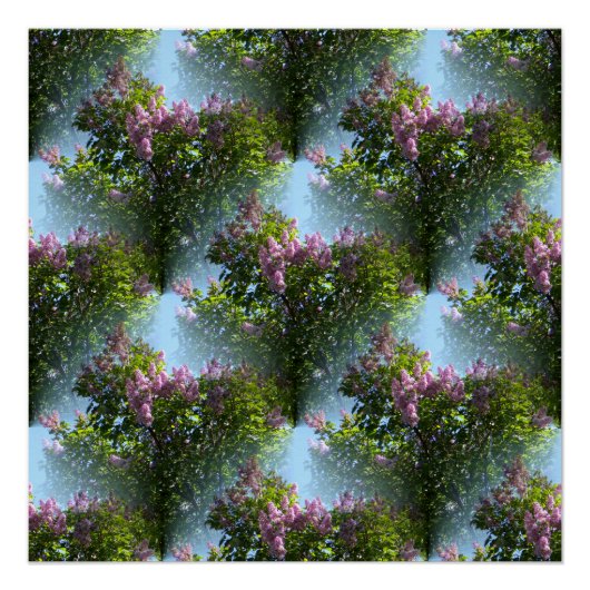 Lieve Lilacs... Poster (Voorkant)