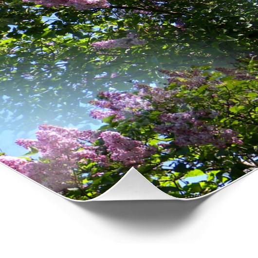 Lieve Lilacs... Poster (Hoek)