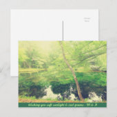 Lieve Little Pond Lush Green Tree Leaves Sunlight Briefkaart (Voorkant / Achterkant)
