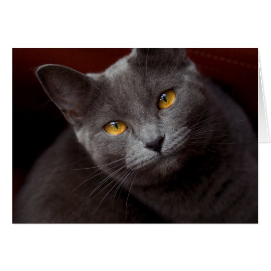 Lieve ogen (Voorkant Horizontaal)